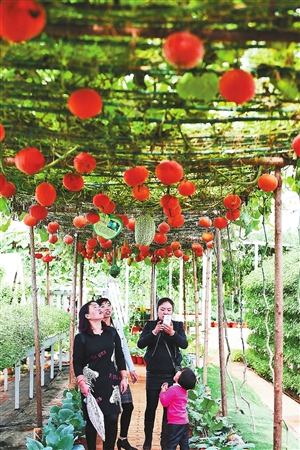 晨农农博园瓜果引游客2016年11月22日 星期二