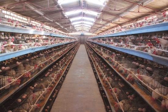 现代化的养鸡场