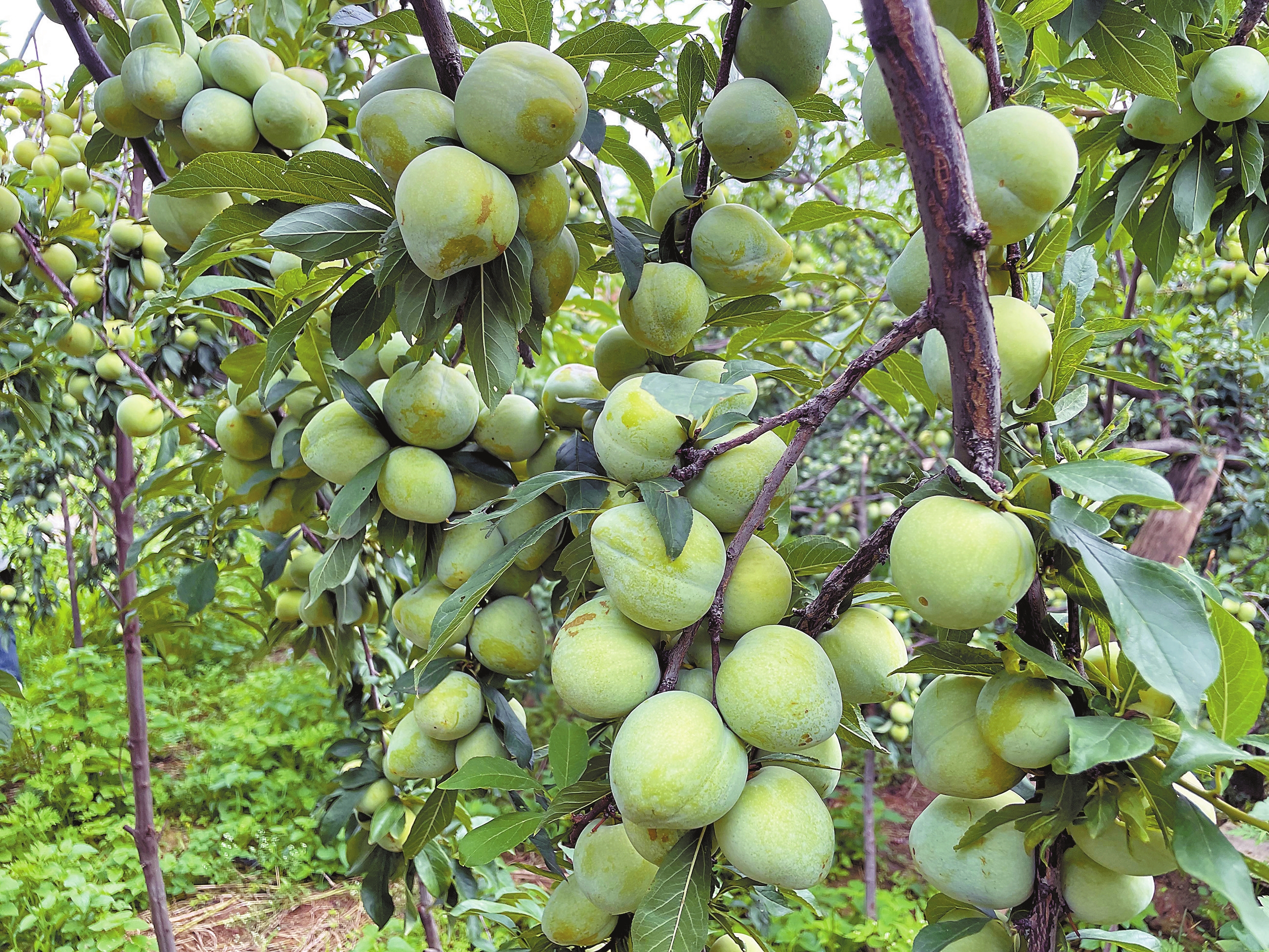 元谋县新华乡擦亮桃李品牌——硕果满枝头 果农笑开颜