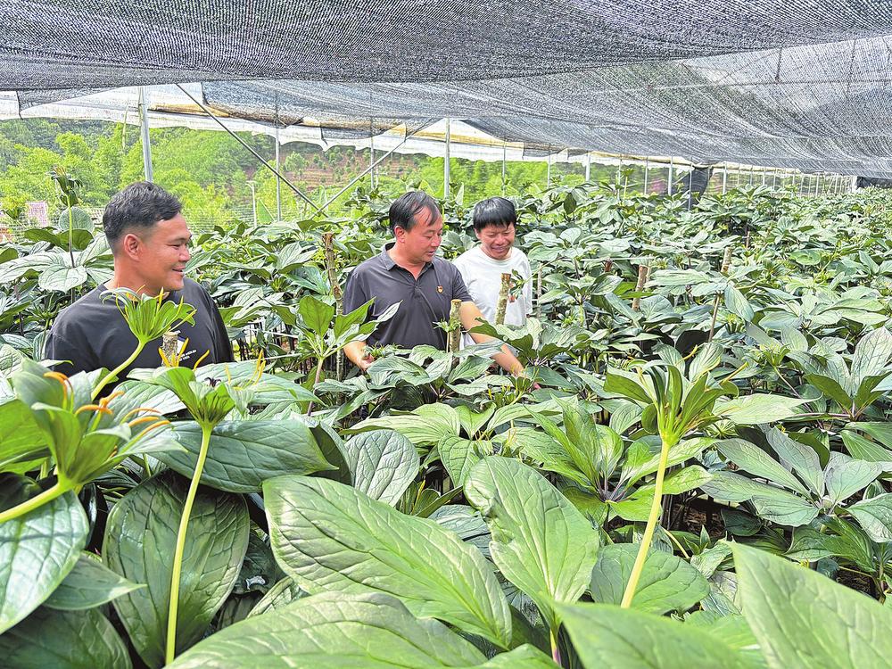 镇沅县：养山绿山富村民