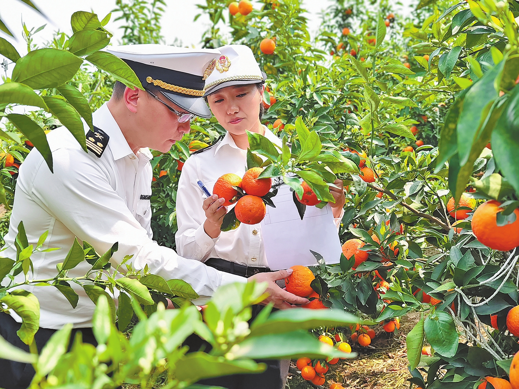 凤庆沃柑出口量逾千吨