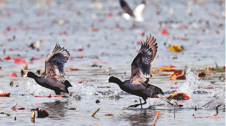 滇池湖滨候鸟翔集