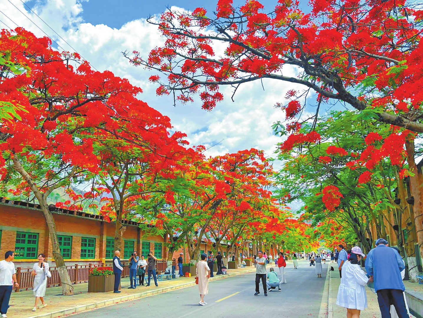 易门：凤凰花开游人来