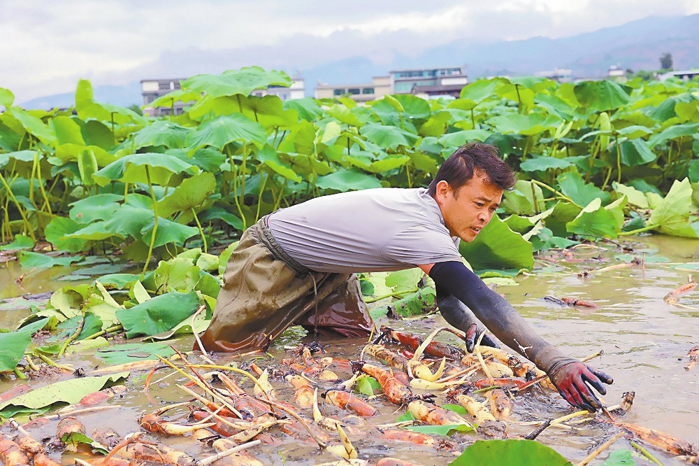 施甸县：技术赋能 四季产藕
